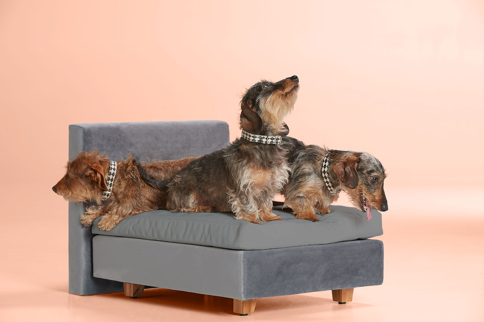 Aldi Hundebett