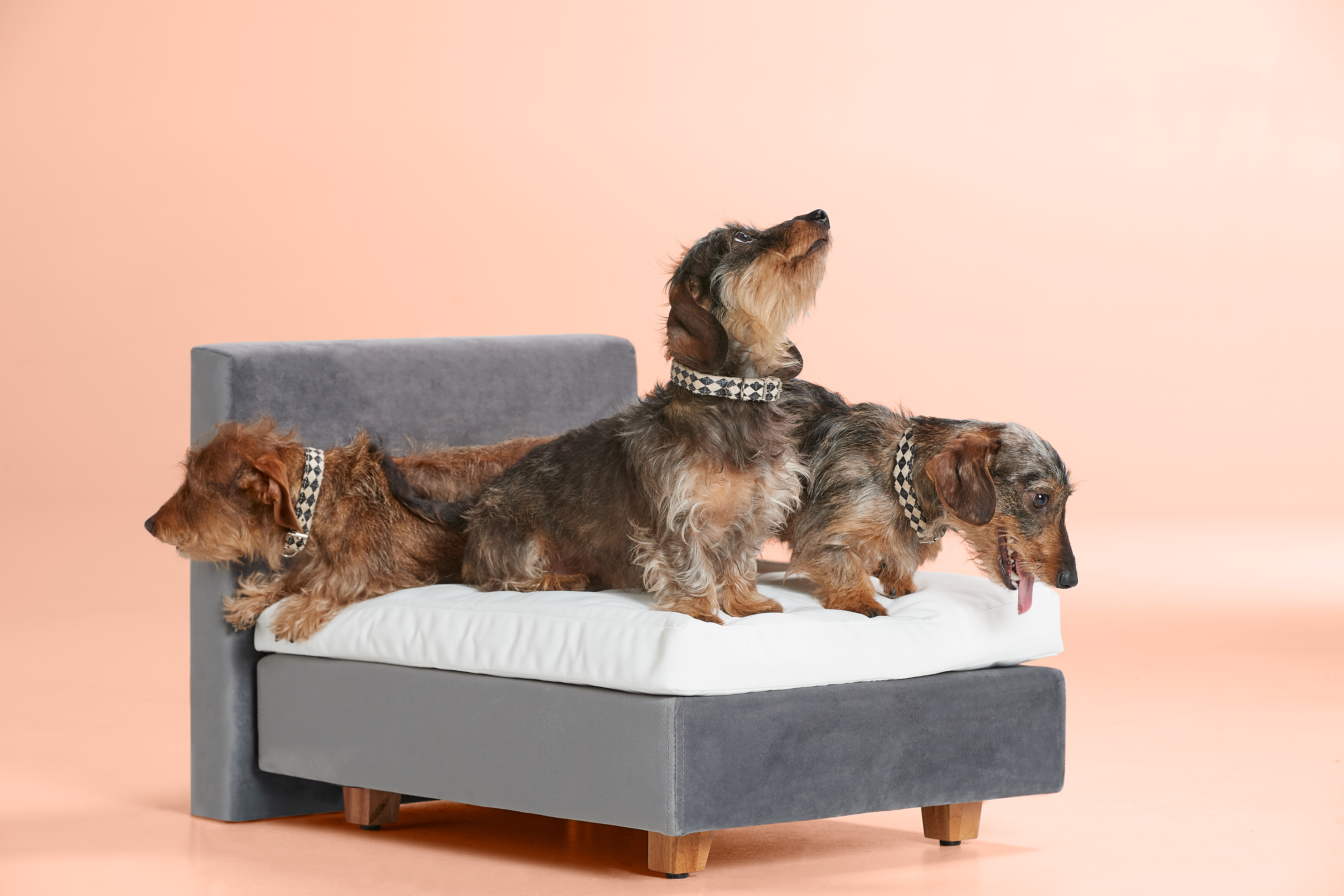 Hondenboxspring Buddy | Swiss Sense
